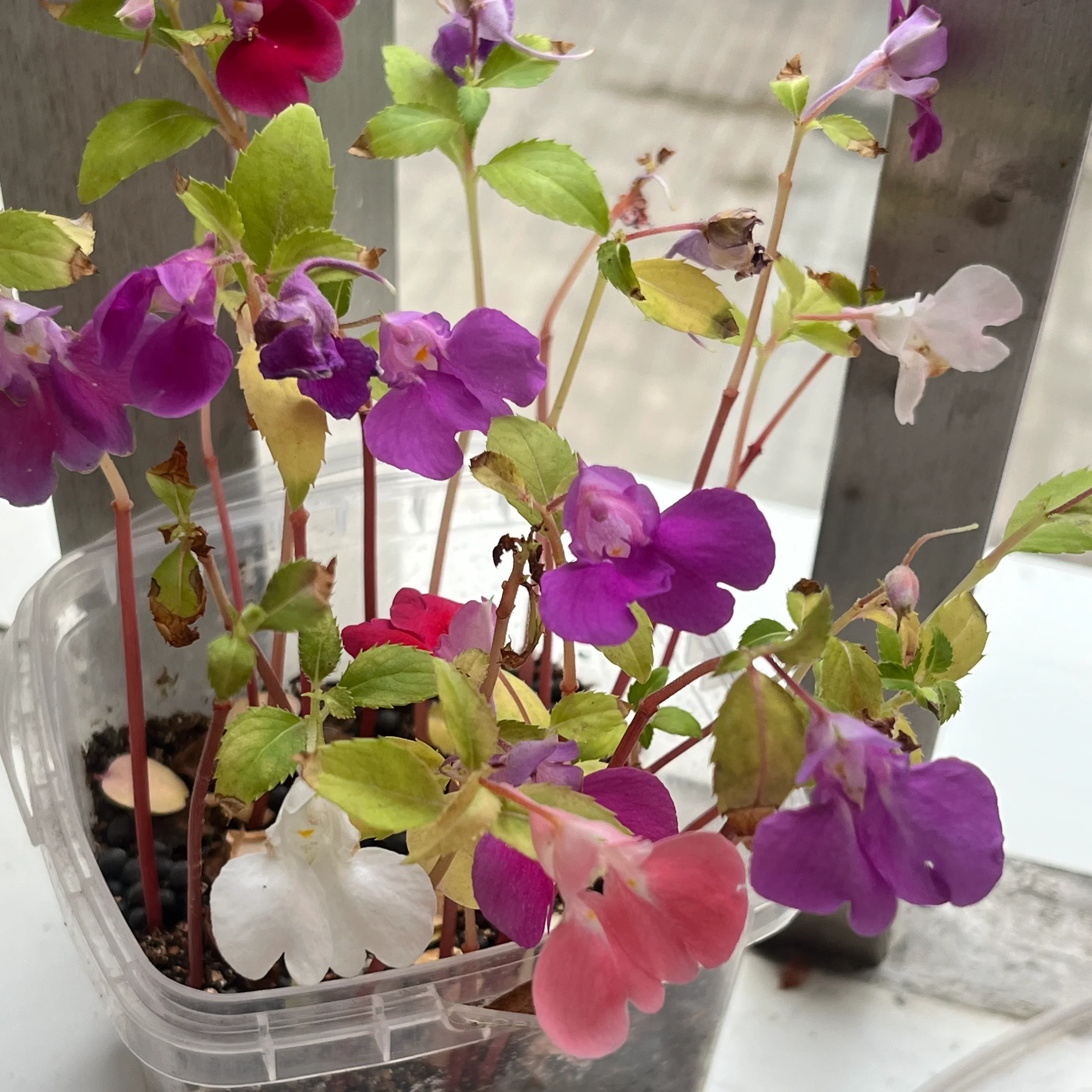 和学生一起种的凤仙花开了。
